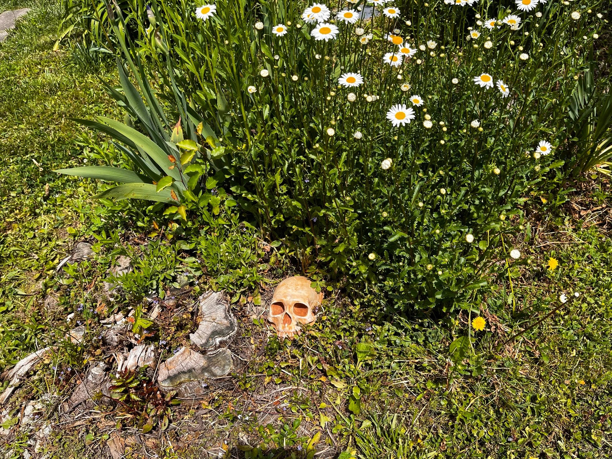 Garden Skull, Creepy Garden Decor, Garden Gifts, Halloween Garden Decor, Concrete Human Skull, Spooky Garden Decor
