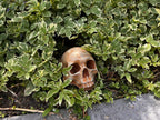 Garden Skull, Creepy Garden Decor, Garden Gifts, Halloween Garden Decor, Concrete Human Skull, Spooky Garden Decor