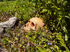 Garden Skull, Creepy Garden Decor, Garden Gifts, Halloween Garden Decor, Concrete Human Skull, Spooky Garden Decor