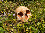 Garden Skull, Creepy Garden Decor, Garden Gifts, Halloween Garden Decor, Concrete Human Skull, Spooky Garden Decor