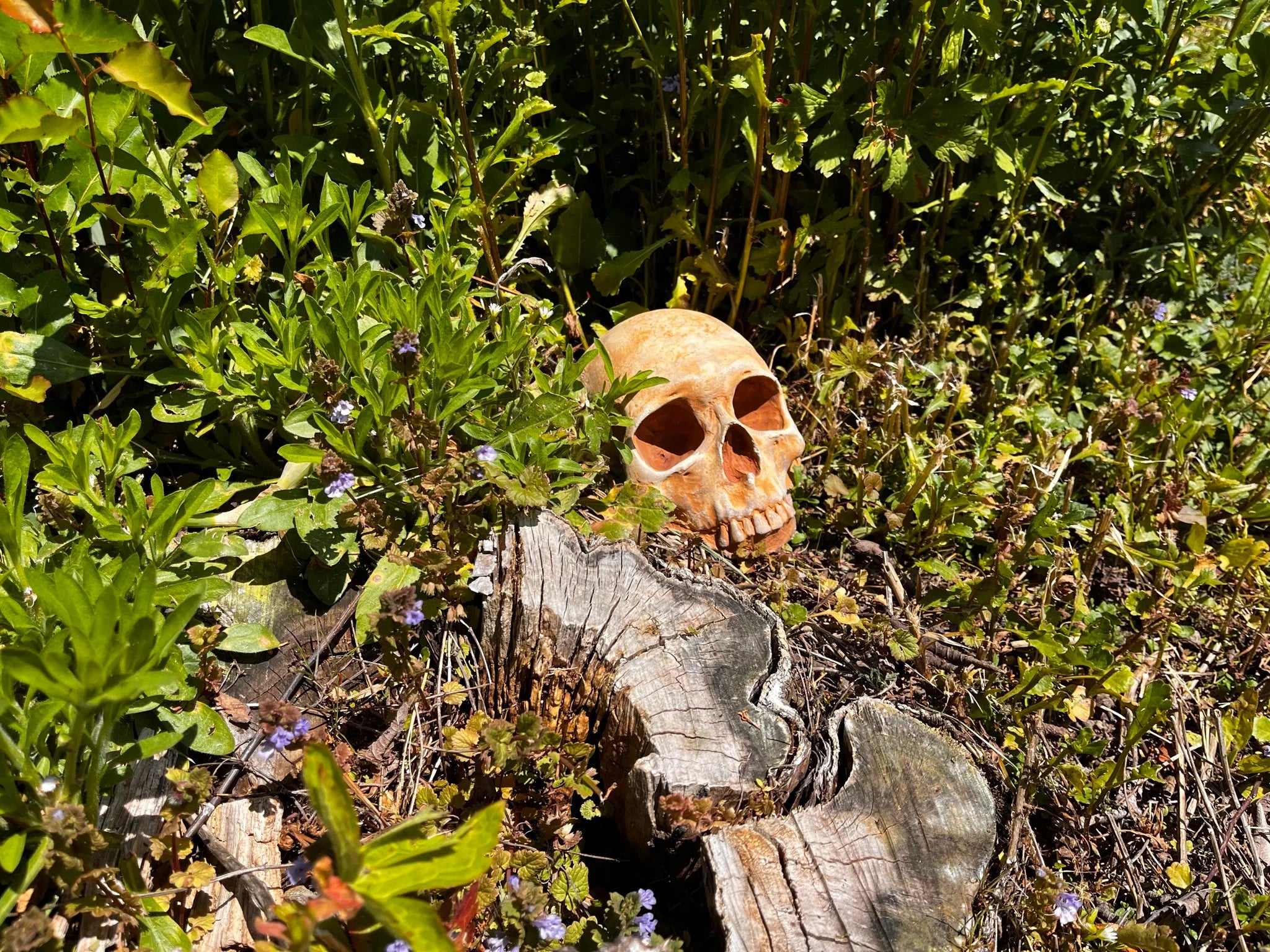 Garden Skull, Creepy Garden Decor, Garden Gifts, Halloween Garden Decor, Concrete Human Skull, Spooky Garden Decor