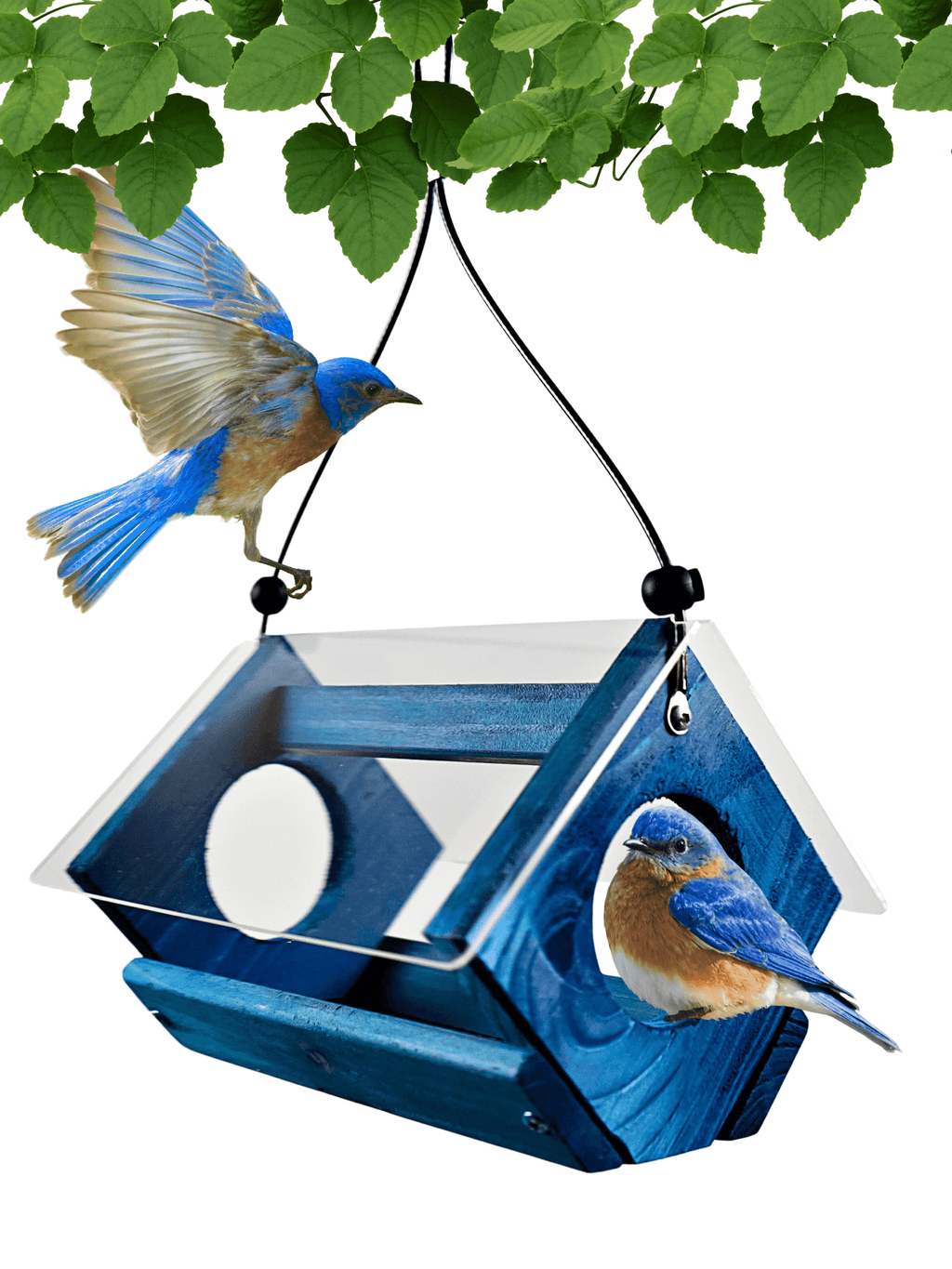 Bluebird Feeder Bird Seed and Mealworms Bird Feeder Blue