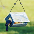 Bluebird Feeder Bird Seed and Mealworms Bird Feeder Blue